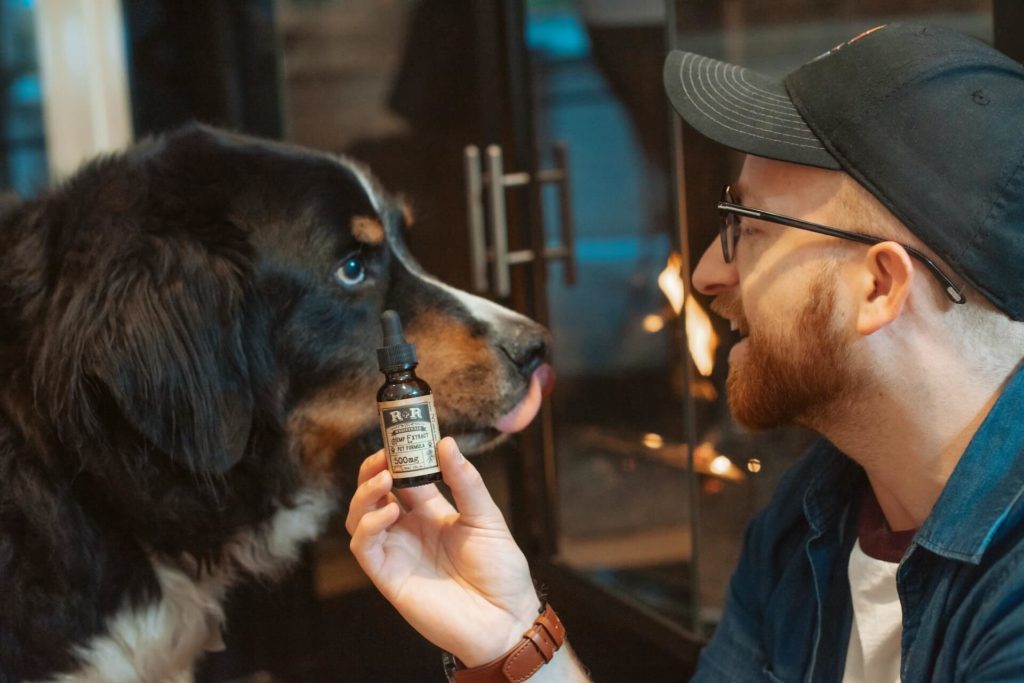 CBD bei Hunden anwenden - unsere Erfahrungen